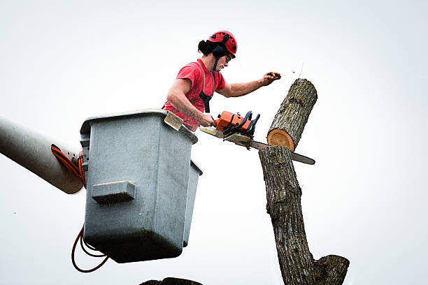 Best Seasonal Cleanup  in Harmony, PA